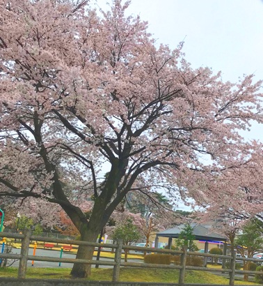 宇都宮大学の桜